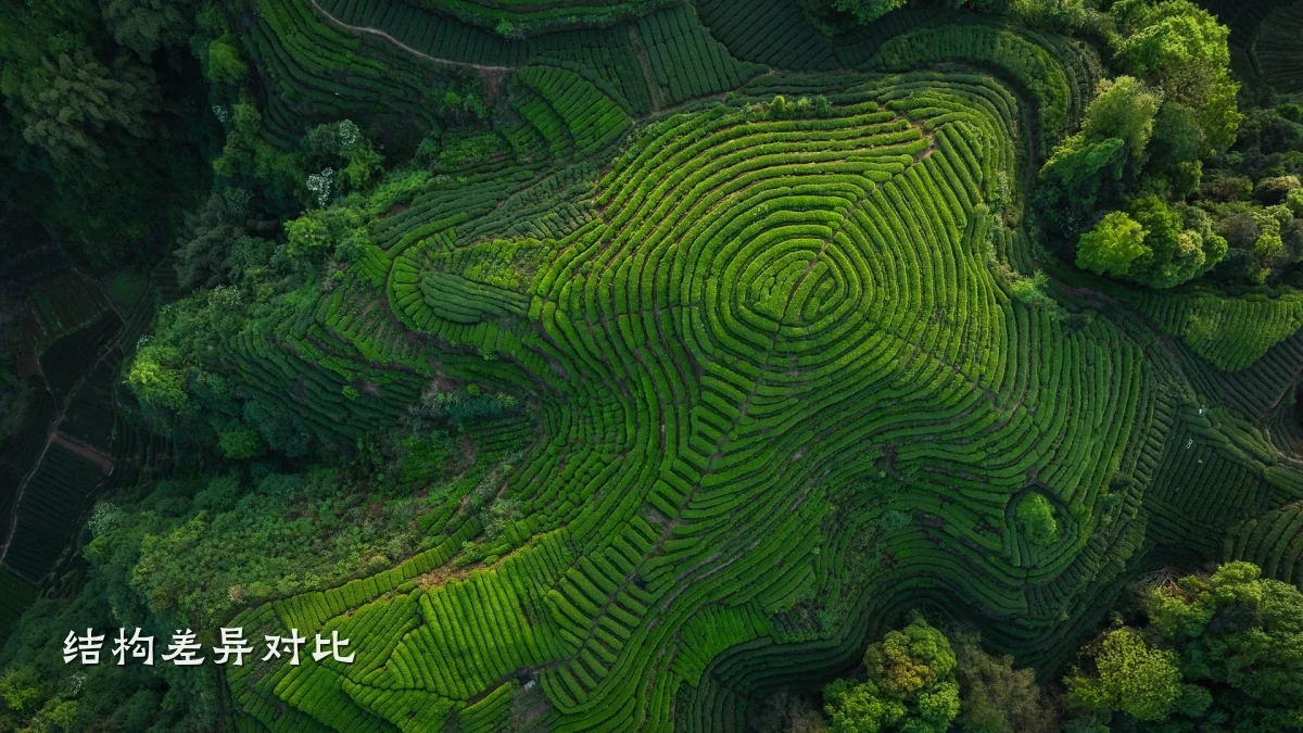 结构差异对比