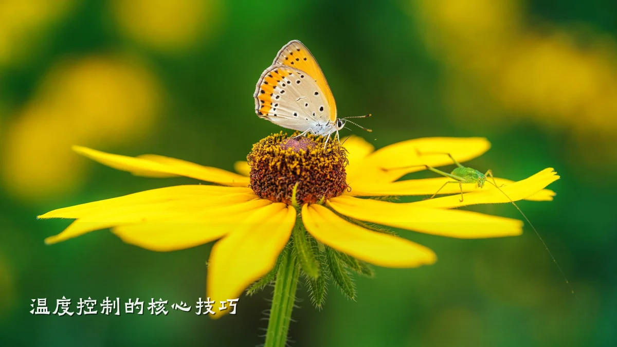 温度控制的核心技巧